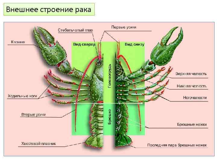 Рисунок ракообразных с подписанными частями тела