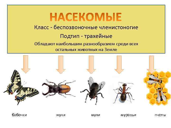 Класс - беспозвоночные членистоногие Подтип - трахейные Обладают наибольшим разнообразием среди всех остальных животных