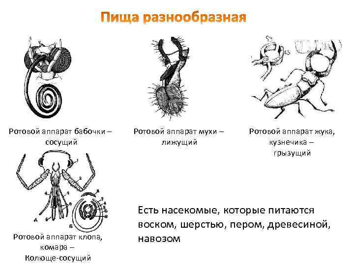 Разнообразие ротовых аппаратов развитие вторичной полости тела