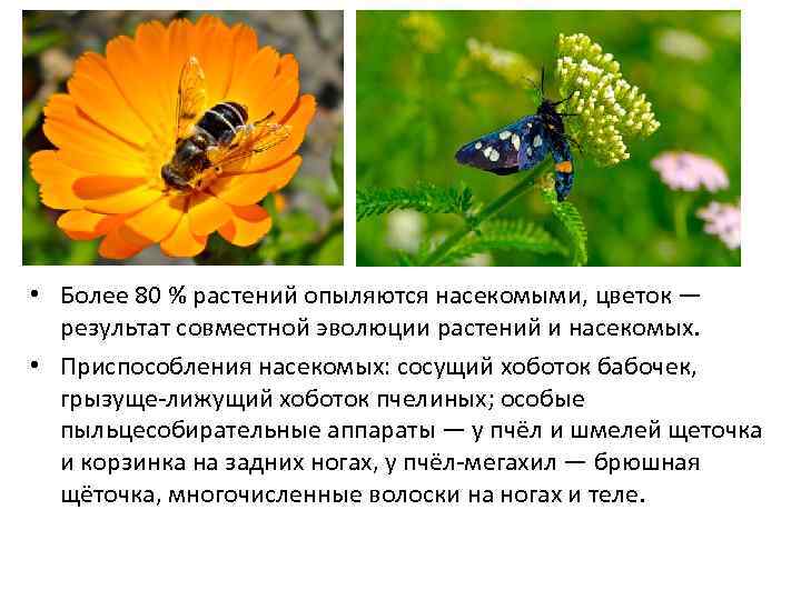 Адаптация насекомых к сезонным изменениям. Приспособления насекомых. Адаптация насекомых. Приспособленность у насекомых вывод. Адаптация насекомых летом.