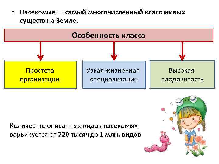  • Насекомые — самый многочисленный класс живых существ на Земле. Особенность класса Простота