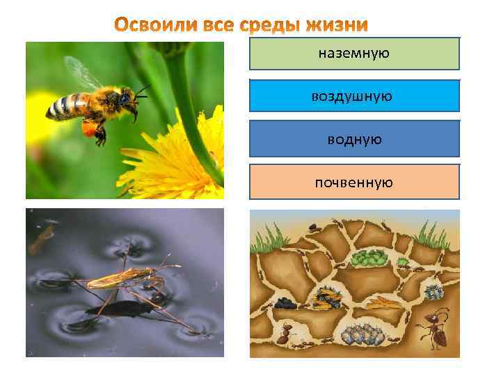 Насекомые среда обитания. Среда обитания членистоногих. Насекомые хорошо освоили среды жизни. Наземно воздушные насекомые. Среды жизни членистоногих.