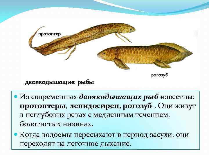  Из современных двоякодышащих рыб известны: протоптеры, лепидосирен, рогозуб. Они живут в неглубоких реках