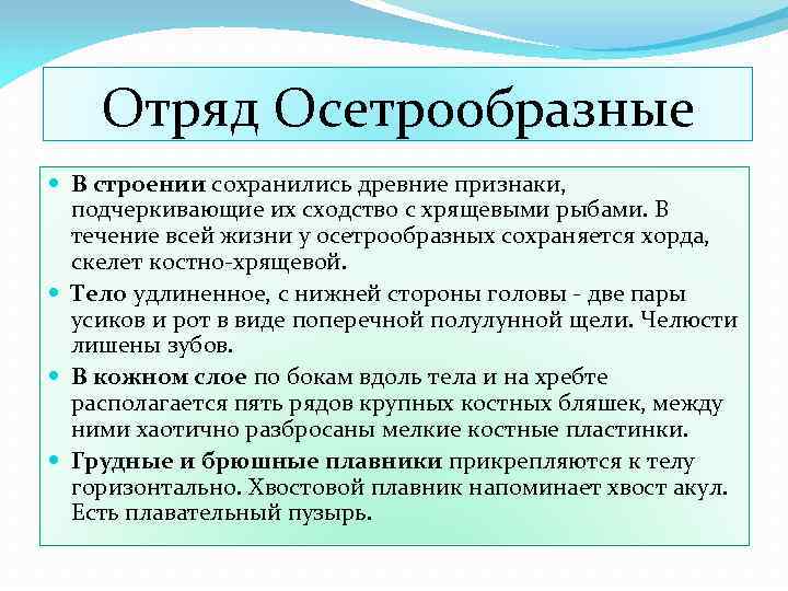 Отряд Осетрообразные В строении сохранились древние признаки, подчеркивающие их сходство с хрящевыми рыбами. В