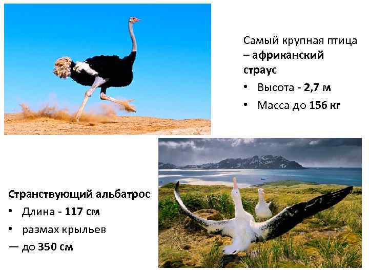 Самый крупная птица – африканский страус • Высота - 2, 7 м • Масса