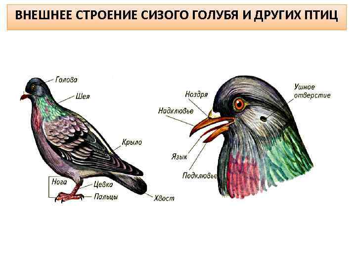 Органы птицы картинки с названиями