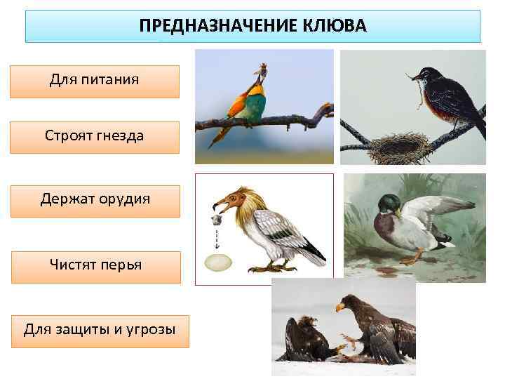 Примеры животных класса птицы. Предназначение клюва у птиц. Клювы птиц по типу питания. Какая птица не имеет гнезда. Презентация про птиц и их клювы.
