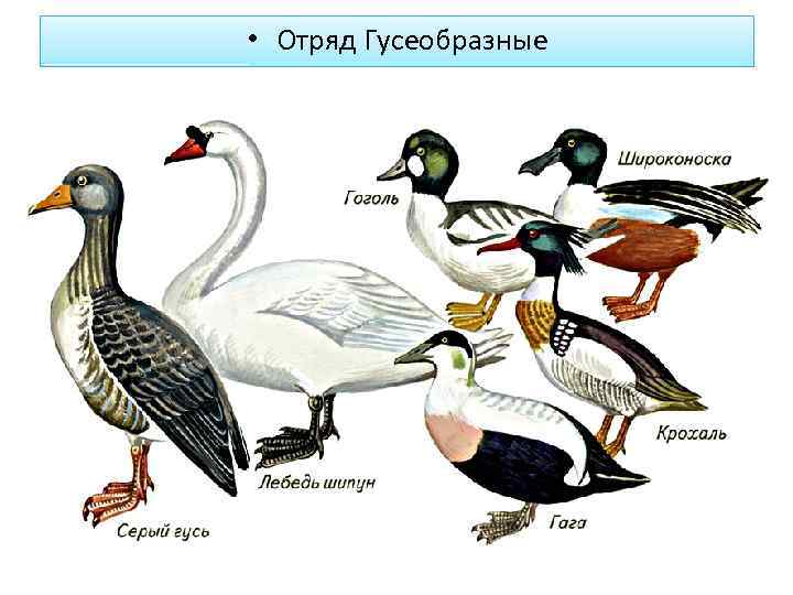  • Отряд Гусеобразные 