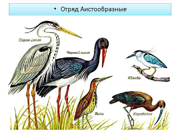  • Отряд Аистообразные 