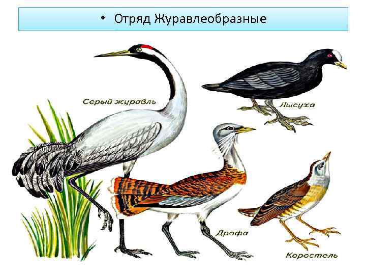 Отряд журавлеобразные виды. Отряд Журавлеобразные. Отряд Журавлеобразные Дрофа. Отряд Журавлеобразные классификация. Отряд Журавлеобразные общая характеристика.