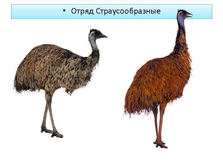  • Отряд Страусообразные 