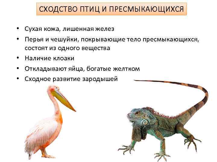 Различия рептилий и млекопитающих. Пресмыкающихся и птиц. Сходство птиц и рептилий. Общие сходства птиц и пресмыкающихся. Общие черты птиц и пресмыкающихся.