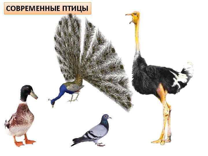СОВРЕМЕННЫЕ ПТИЦЫ 