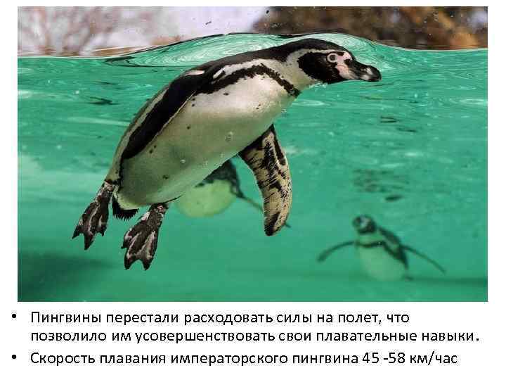  • Пингвины перестали расходовать силы на полет, что позволило им усовершенствовать свои плавательные