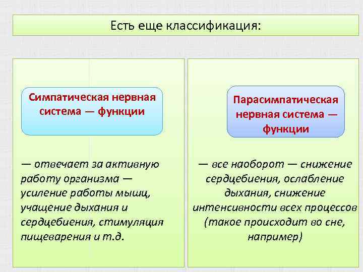 Согласованная система. Функции нервной системы согласование. Функция что отвечает. Основные функции нервной системы согласование работы всех органов. За какие функции отвечает ариосома.