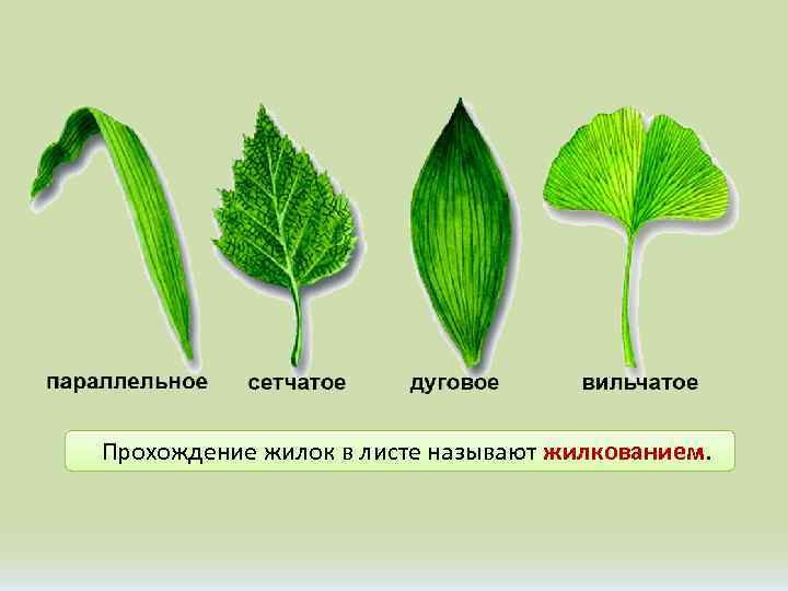 Прохождение жилок в листе называют жилкованием. 