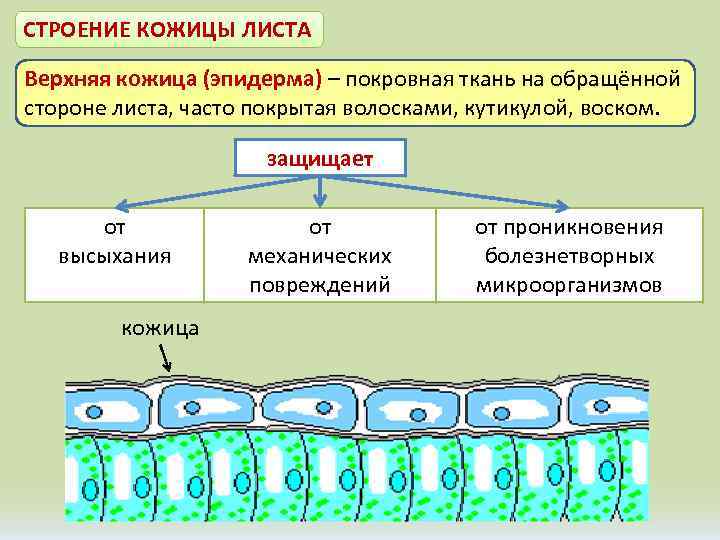 СТРОЕНИЕ КОЖИЦЫ ЛИСТА Верхняя кожица (эпидерма) – покровная ткань на обращённой стороне листа, часто