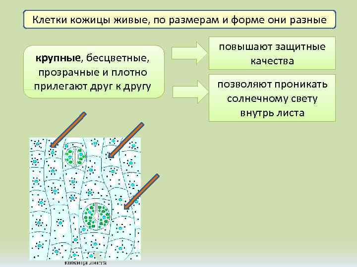 Клетки кожицы живые, по размерам и форме они разные крупные, бесцветные, прозрачные и плотно