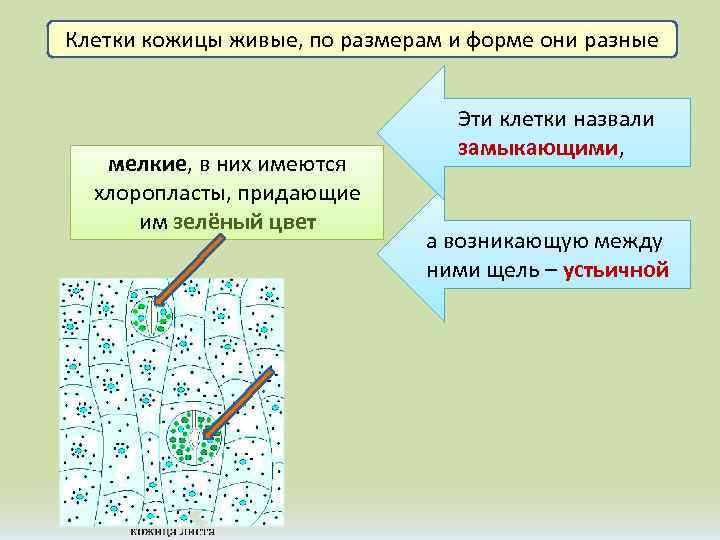 Клетки кожицы живые, по размерам и форме они разные мелкие, в них имеются хлоропласты,