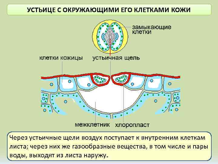 УСТЬИЦЕ С ОКРУЖАЮЩИМИ ЕГО КЛЕТКАМИ КОЖИ Через устьичные щели воздух поступает к внутренним клеткам
