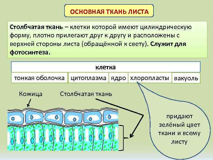 ОСНОВНАЯ ТКАНЬ ЛИСТА Столбчатая ткань – клетки которой имеют цилиндрическую форму, плотно прилегают друг