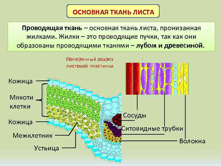 Жилки листа строение схема