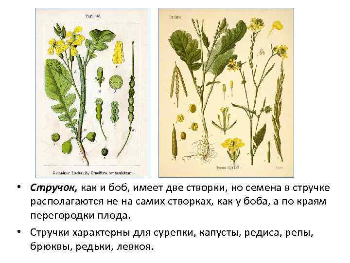  • Стручок, как и боб, имеет две створки, но семена в стручке располагаются