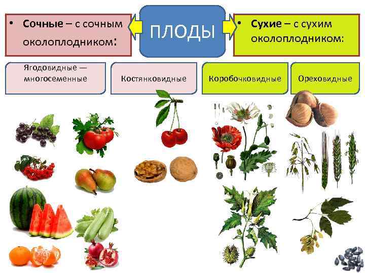 Плоды ягодовидные рисунок