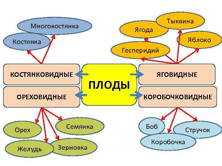 Многокостянка Ягода Яблоко Костянка Гесперидий КОСТЯНКОВИДНЫЕ ПЛОДЫ ОРЕХОВИДНЫЕ Орех Желудь Тыквина Семянка Зерновка ЯГОВИДНЫЕ