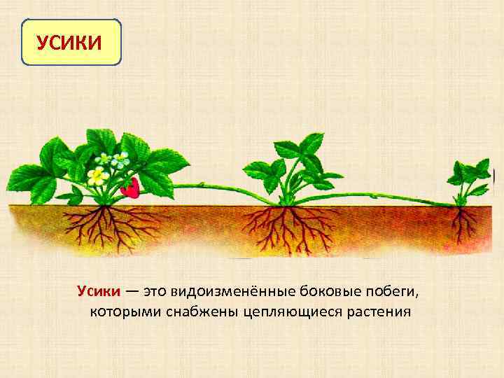 УСИКИ Усики — это видоизменённые боковые побеги, которыми снабжены цепляющиеся растения 