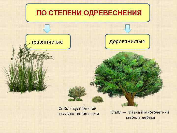 ПО СТЕПЕНИ ОДРЕВЕСНЕНИЯ травянистые Стебли кустарников называют стволиками деревянистые Ствол — главный многолетний стебель