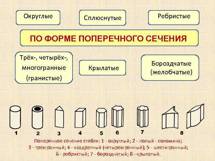 Округлые Сплюснутые Ребристые ПО ФОРМЕ ПОПЕРЕЧНОГО СЕЧЕНИЯ Трёх-, четырёх-, многогранные (гранистые) Крылатые Бороздчатые (желобчатые)