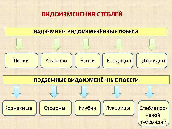 ВИДОИЗМЕНЕНИЯ СТЕБЛЕЙ НАДЗЕМНЫЕ ВИДОИЗМЕНЁННЫЕ ПОБЕГИ почки Почки Колючки Усики Кладодии Туберидии ПОДЗЕМНЫЕ ВИДОИЗМЕНЁННЫЕ ПОБЕГИ