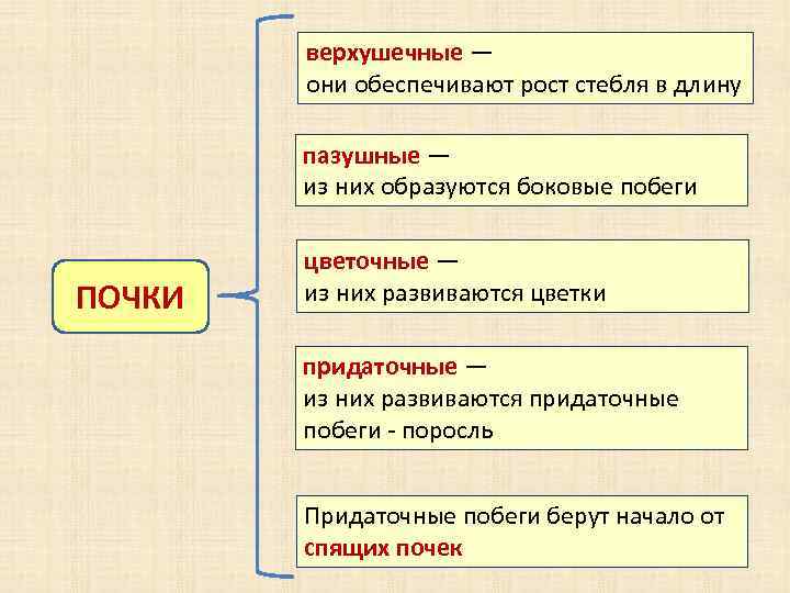 верхушечные — они обеспечивают рост стебля в длину пазушные — из них образуются боковые