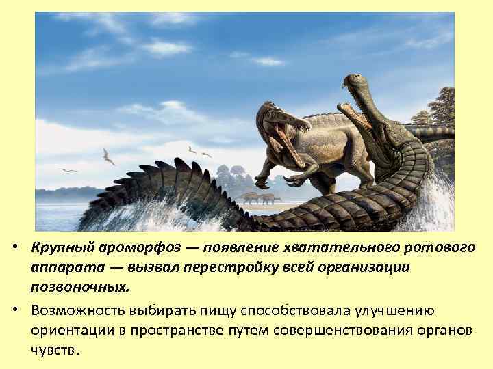  • Крупный ароморфоз — появление хватательного ротового аппарата — вызвал перестройку всей организации