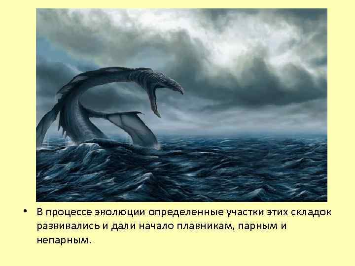  • В процессе эволюции определенные участки этих складок развивались и дали начало плавникам,