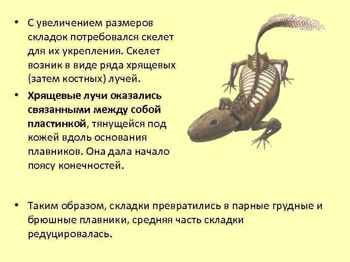  • С увеличением размеров складок потребовался скелет для их укрепления. Скелет возник в