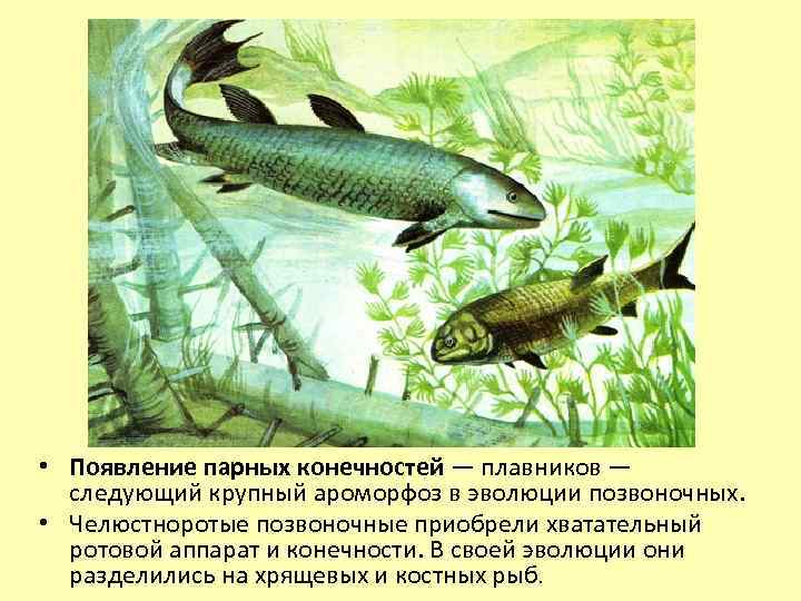  • Появление парных конечностей — плавников — следующий крупный ароморфоз в эволюции позвоночных.
