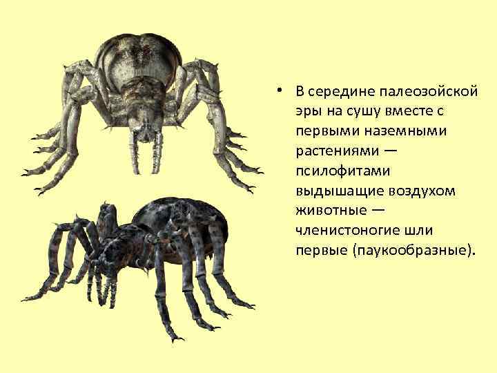  • В середине палеозойской эры на сушу вместе с первыми наземными растениями —