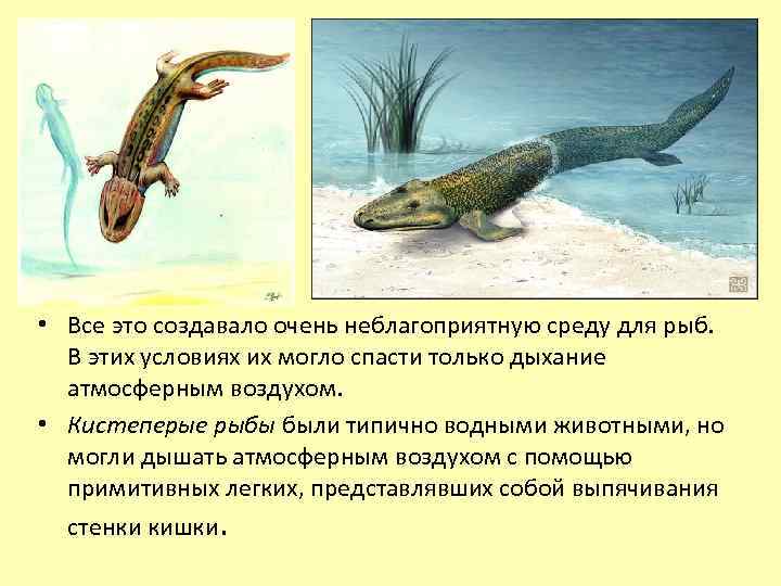  • Все это создавало очень неблагоприятную среду для рыб. В этих условиях их