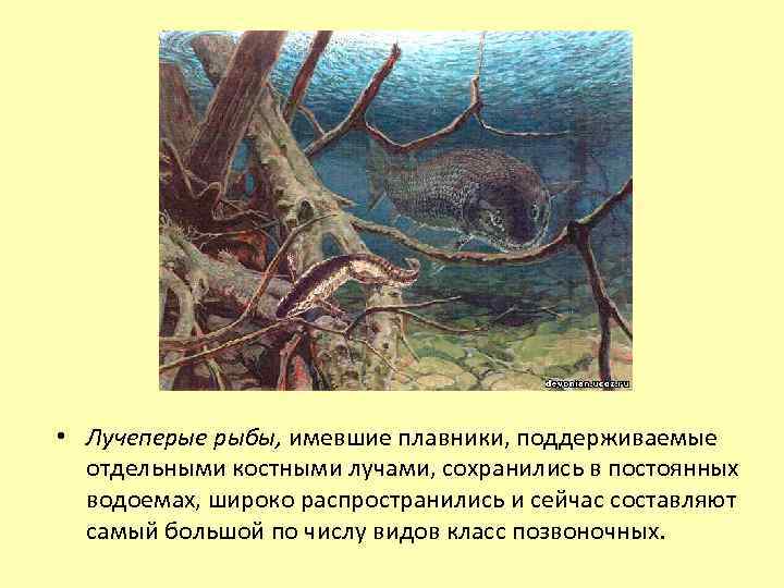  • Лучеперые рыбы, имевшие плавники, поддерживаемые отдельными костными лучами, сохранились в постоянных водоемах,
