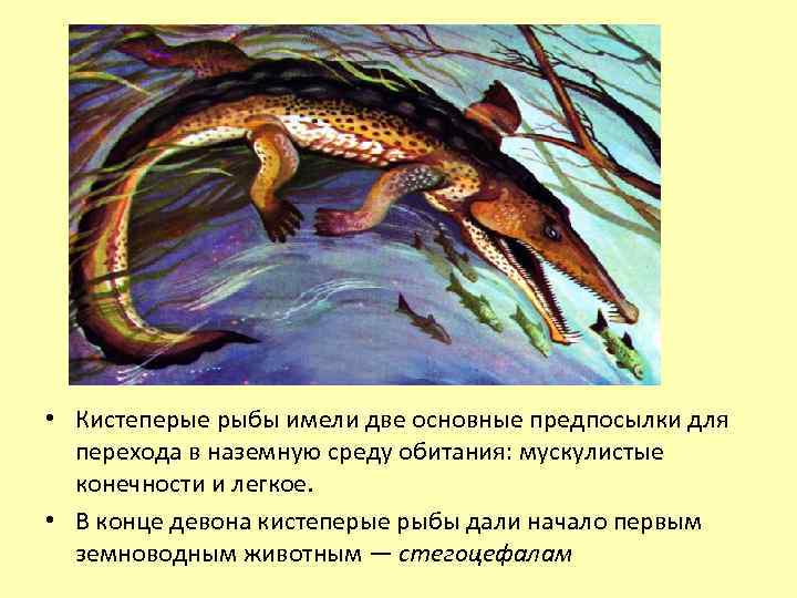  • Кистеперые рыбы имели две основные предпосылки для перехода в наземную среду обитания: