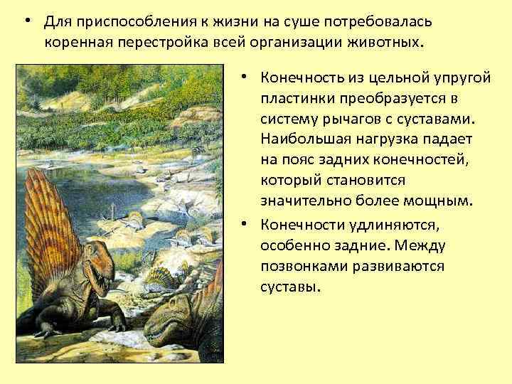  • Для приспособления к жизни на суше потребовалась коренная перестройка всей организации животных.