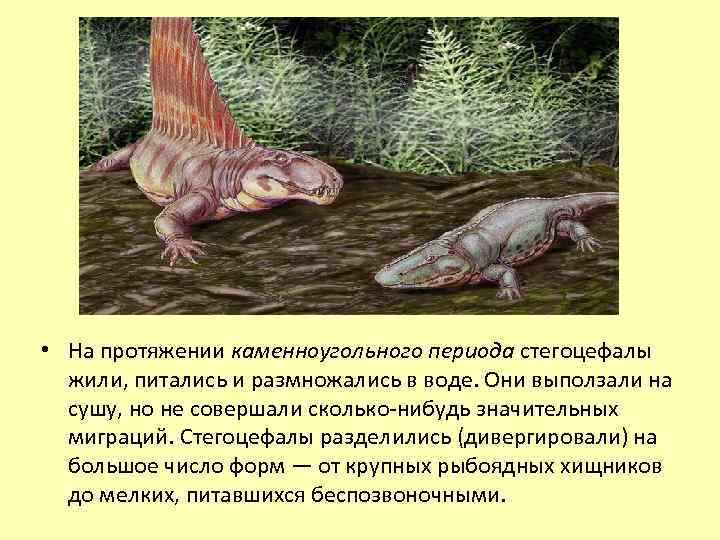  • На протяжении каменноугольного периода стегоцефалы жили, питались и размножались в воде. Они