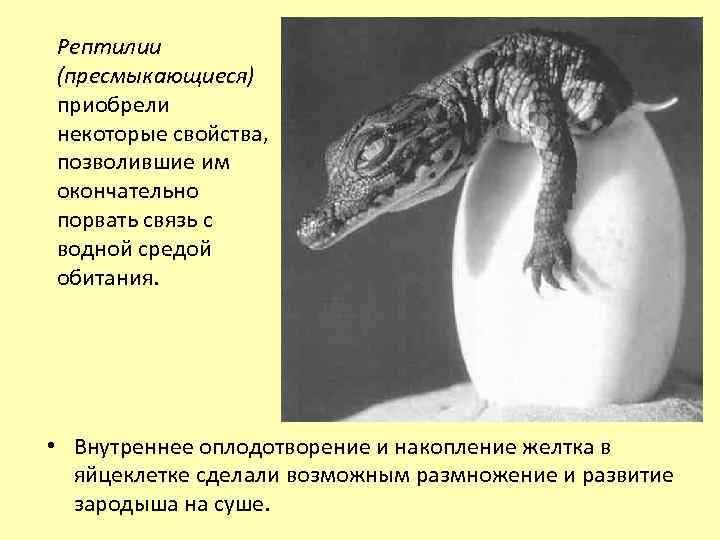 Рептилии (пресмыкающиеся) приобрели некоторые свойства, позволившие им окончательно порвать связь с водной средой обитания.