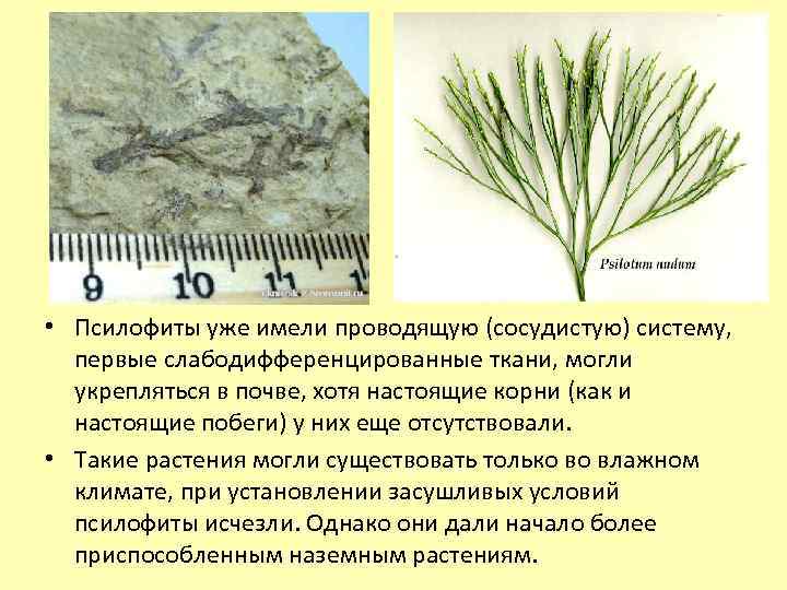  • Псилофиты уже имели проводящую (сосудистую) систему, первые слабодифференцированные ткани, могли укрепляться в