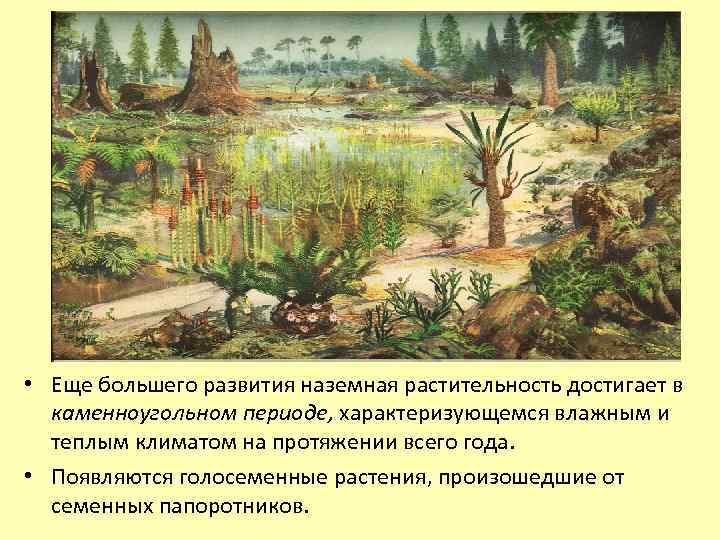  • Еще большего развития наземная растительность достигает в каменноугольном периоде, характеризующемся влажным и