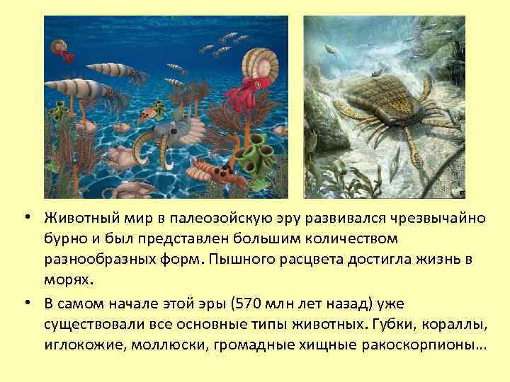  • Животный мир в палеозойскую эру развивался чрезвычайно бурно и был представлен большим