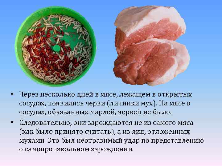  • Через несколько дней в мясе, лежащем в открытых сосудах, появились черви (личинки