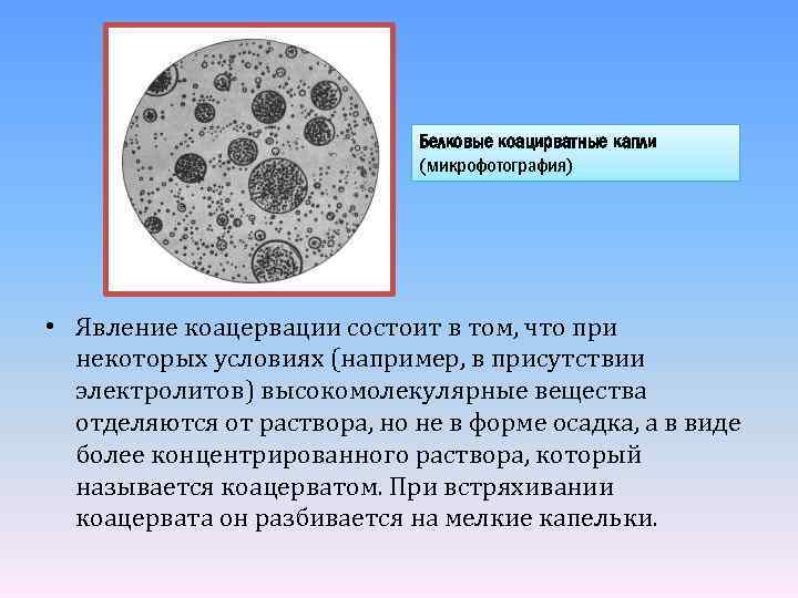 Белковые коацирватные капли (микрофотография) • Явление коацервации состоит в том, что при некоторых условиях